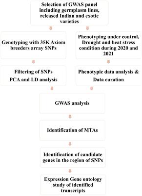 Genetic dissection of marker trait associations for grain micro-nutrients and thousand grain weight under heat and drought stress conditions in wheat